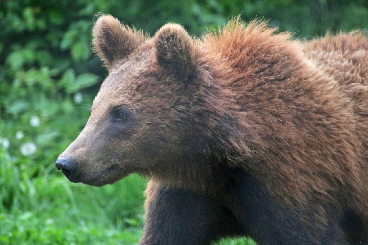 Maxie har fået nyt mod på livet under de beskyttede forhold i bjørnereservatet Libearty i Rumænien. Foto: AMP